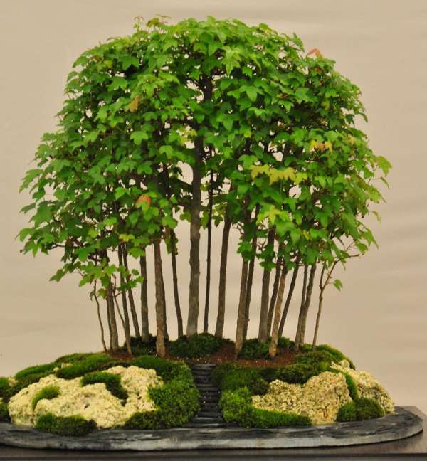 Shangrala's Amazing Bonsai Forests