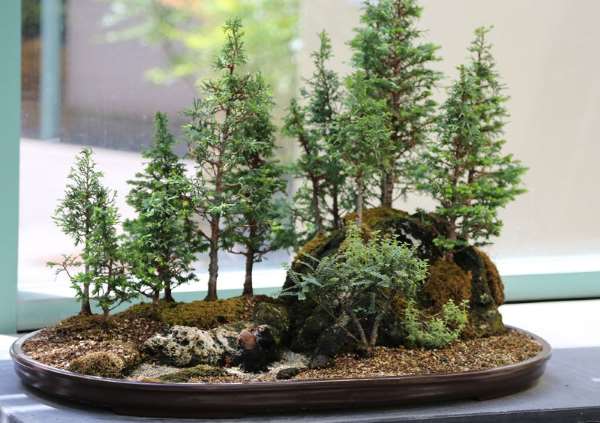 Shangrala's Amazing Bonsai Forests