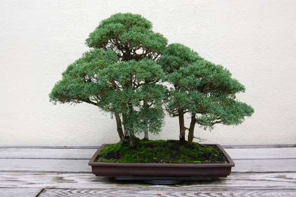 Shangrala's Amazing Bonsai Forests