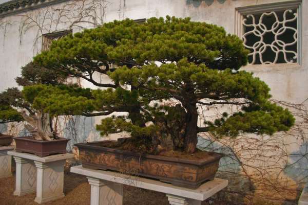 Shangrala's Amazing Bonsai Forests