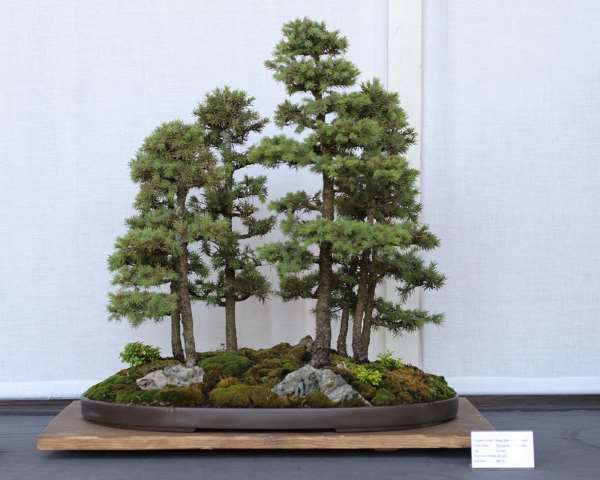 Shangrala's Amazing Bonsai Forests