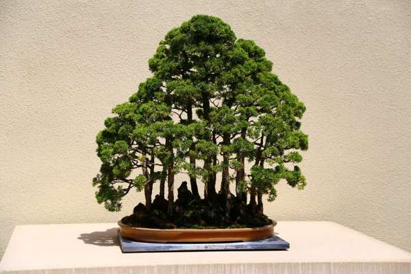 Shangrala's Amazing Bonsai Forests