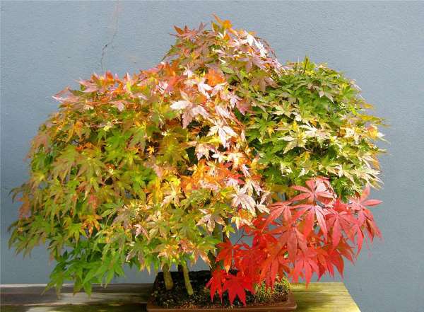 Shangrala's Amazing Bonsai Forests