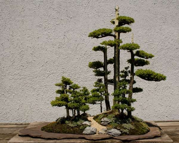 Shangrala's Amazing Bonsai Forests