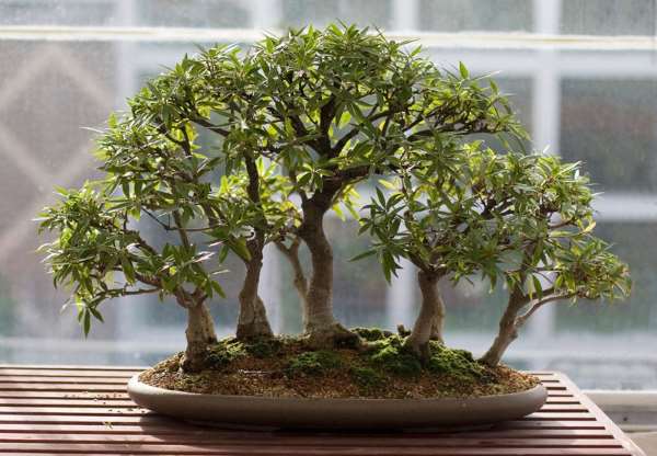 Shangrala's Amazing Bonsai Forests