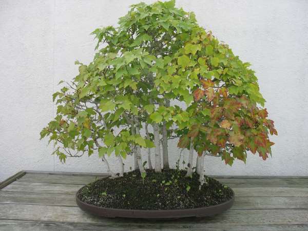 Shangrala's Amazing Bonsai Forests