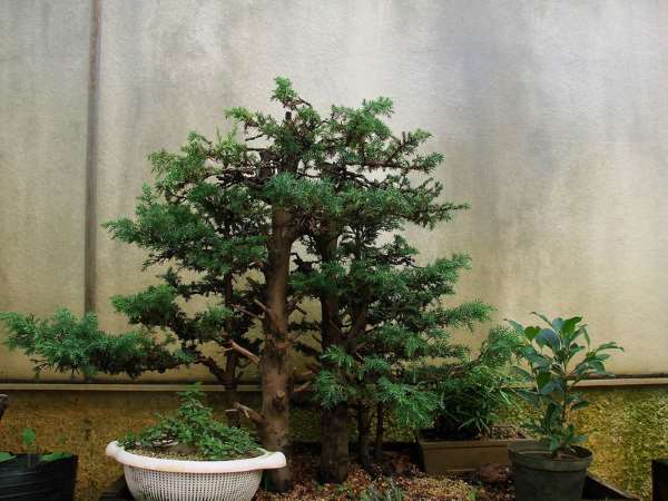 Shangrala's Amazing Bonsai Forests