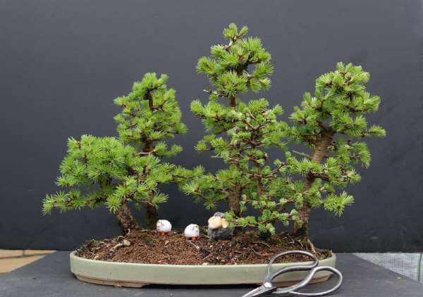 Shangrala's Amazing Bonsai Forests