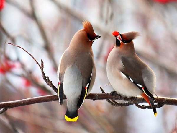 Shangrala's Beautiful Birds And Words