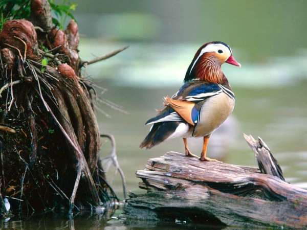 Shangrala's Beautiful Birds And Words