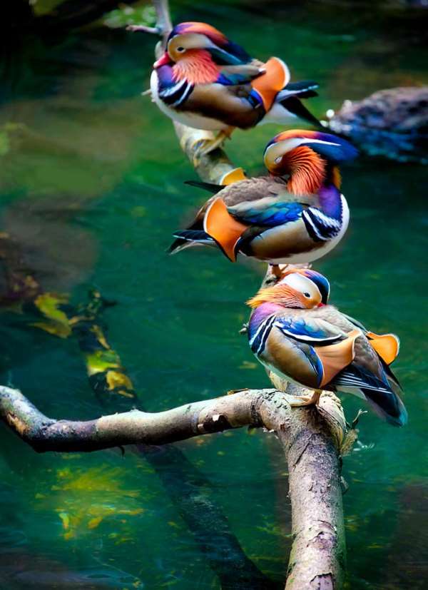 Shangrala's Beautiful Birds And Words