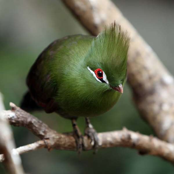 Shangrala's Beautiful Birds And Words