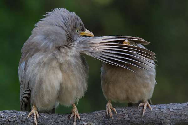 Shangrala's Comedy In Nature