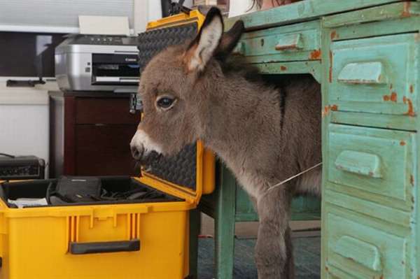 Shangrala's Miniature Donkeys