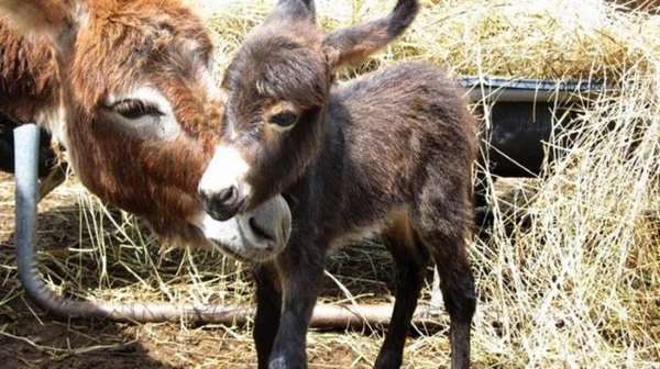 Shangrala's Miniature Donkeys