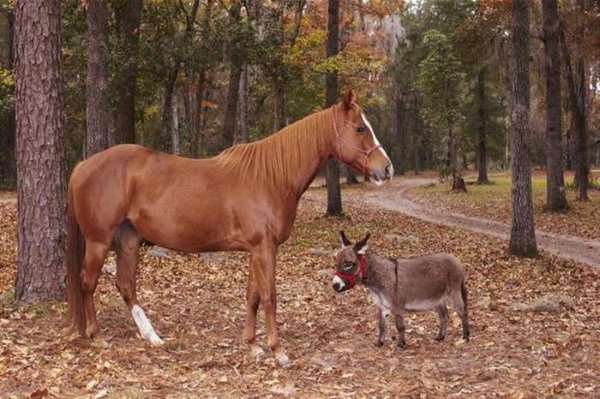 Shangrala's Miniature Donkeys