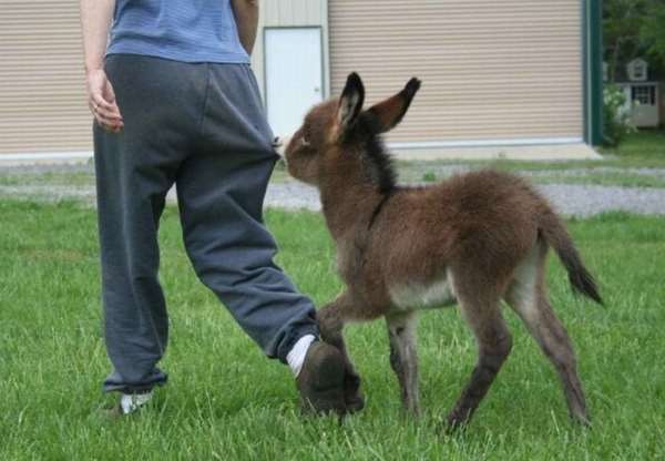 Shangrala's Miniature Donkeys