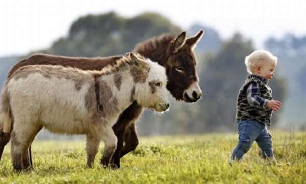 Shangrala's Miniature Donkeys