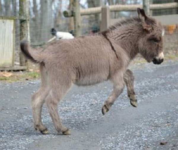 Shangrala's Miniature Donkeys