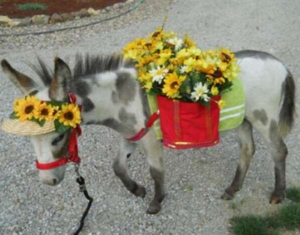 Shangrala's Miniature Donkeys