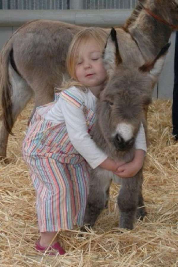 Shangrala's Miniature Donkeys