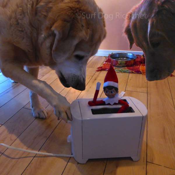 Shangrala's Dogs VS Elf 2