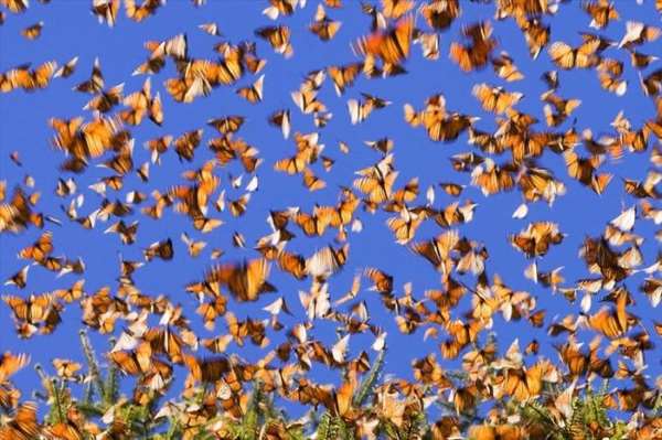 Shangrala's Beautiful Monarch Butterflies