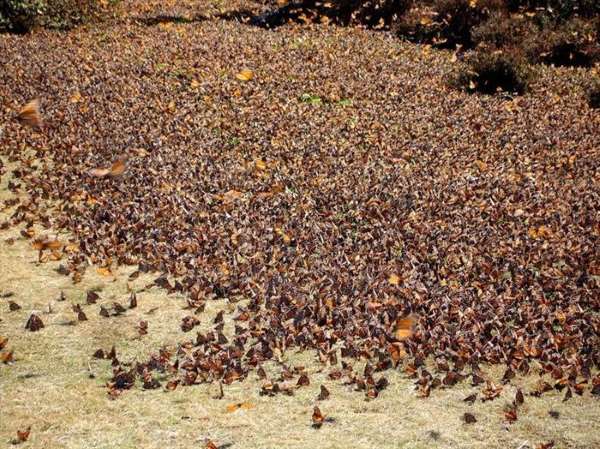 Shangrala's Beautiful Monarch Butterflies