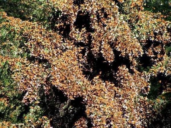 Shangrala's Beautiful Monarch Butterflies