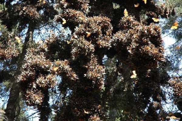 Shangrala's Beautiful Monarch Butterflies