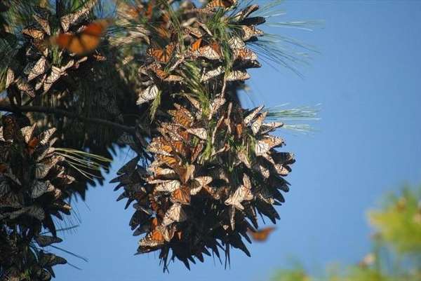 Shangrala's Beautiful Monarch Butterflies