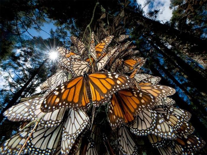 Shangrala's Beautiful Monarch Butterflies