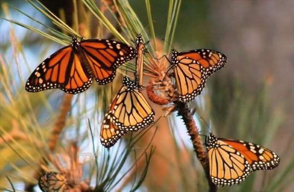 Shangrala's Beautiful Monarch Butterflies