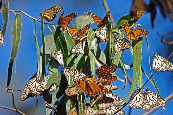 Shangrala's Beautiful Monarch Butterflies