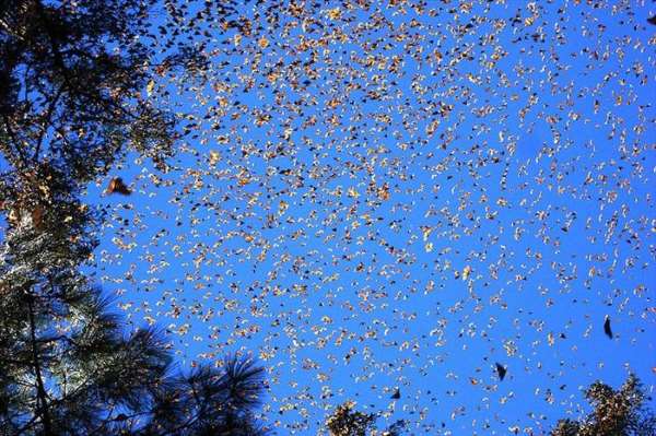 Shangrala's Beautiful Monarch Butterflies