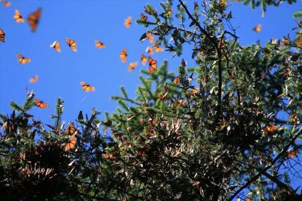 Shangrala's Beautiful Monarch Butterflies