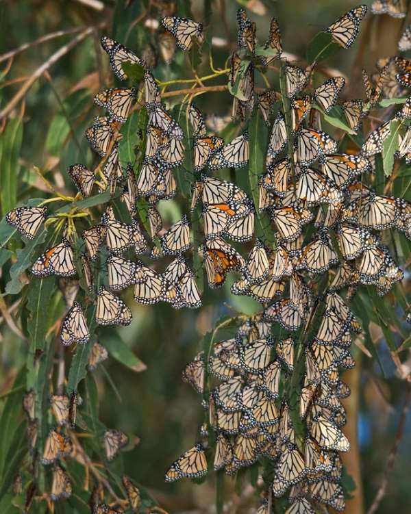 Shangrala's Beautiful Monarch Butterflies