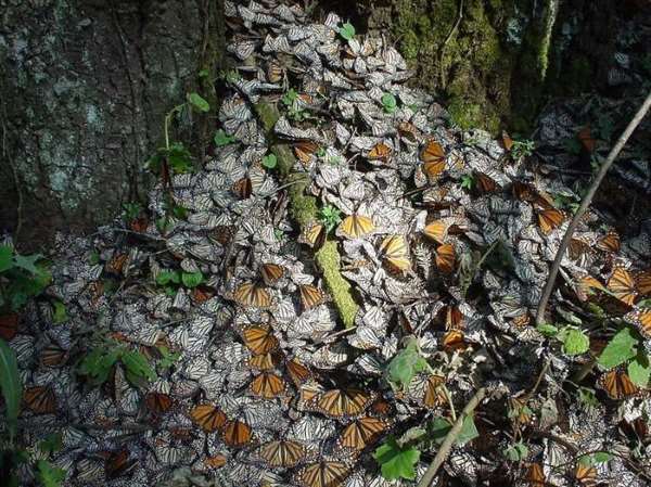 Shangrala's Beautiful Monarch Butterflies