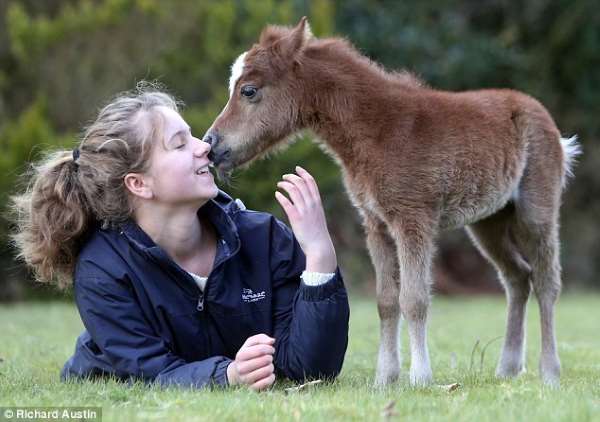 Shangrala's Cute Little Pony