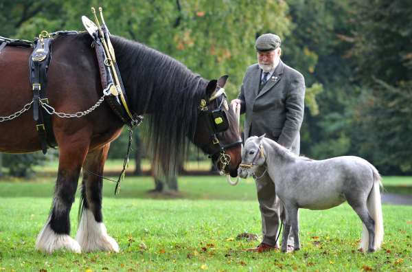 Shangrala's Cute Little Pony