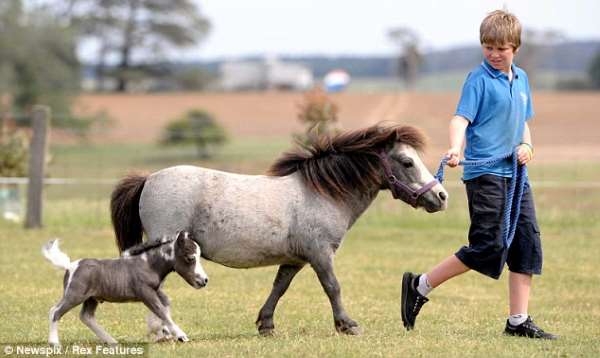 Shangrala's Cute Little Pony