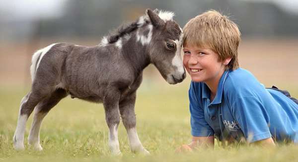 Shangrala's Cute Little Pony