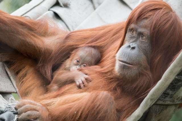 Shangrala's Orangutan Mom And Son