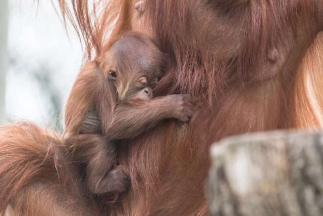 Shangrala's Orangutan Mom And Son