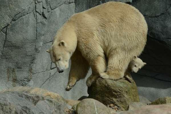 Shangrala's Polar Bear Twins