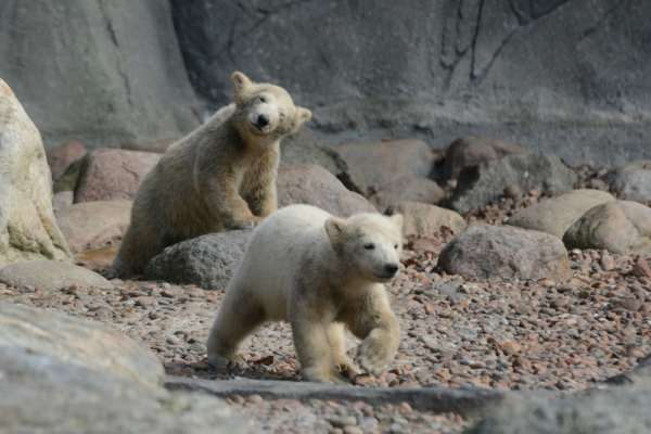 Shangrala's Polar Bear Twins