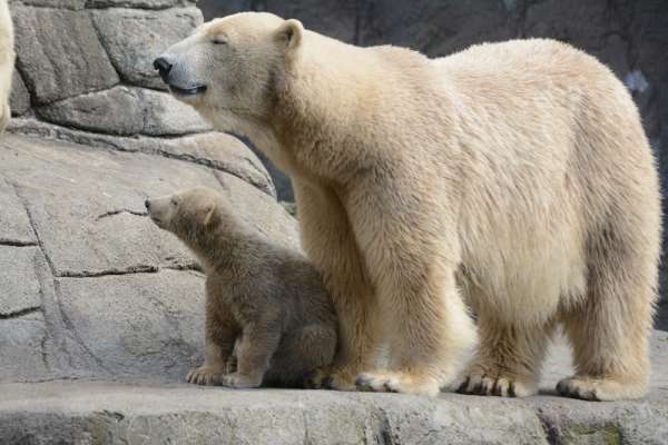 Shangrala's Polar Bear Twins