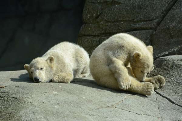 Shangrala's Polar Bear Twins