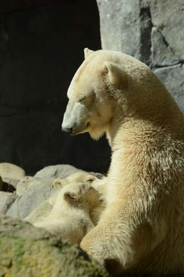 Shangrala's Polar Bear Twins