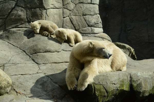 Shangrala's Polar Bear Twins